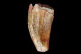 Fossil Phytosaur Tooth - New Mexico #133330-1